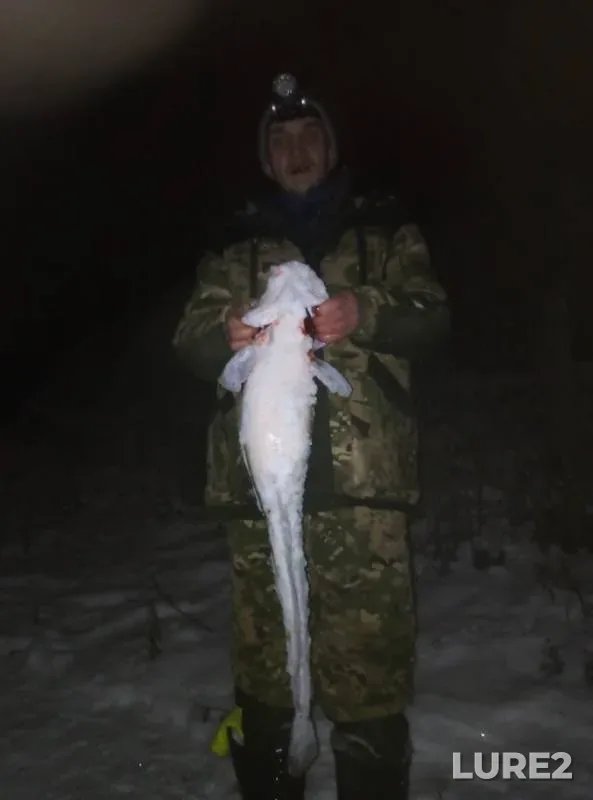 Налим — Кама, 17 нояб. 2019 г.