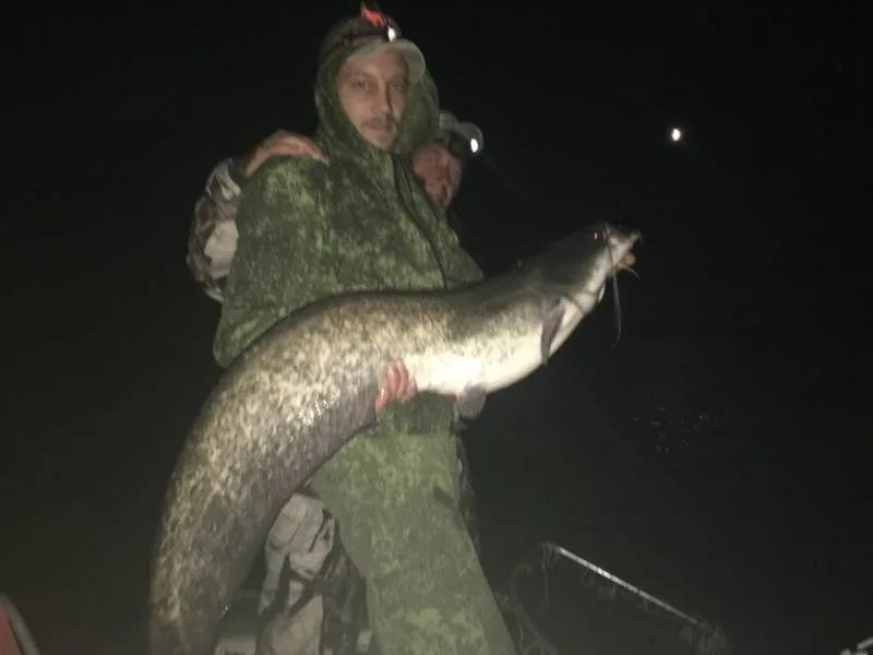 Сом