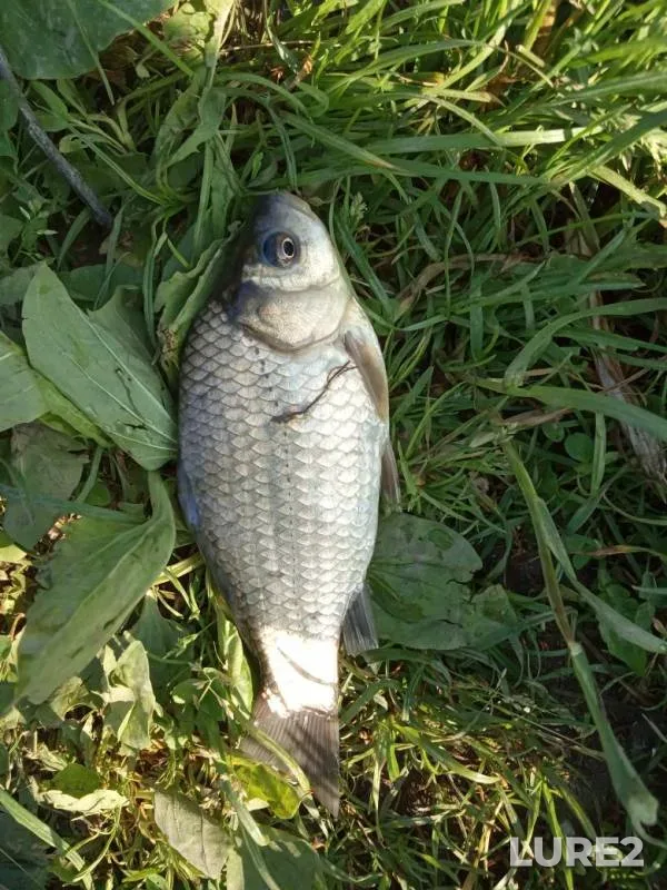 Лещ, Карась — Гайна, 05 окт. 2019 г.