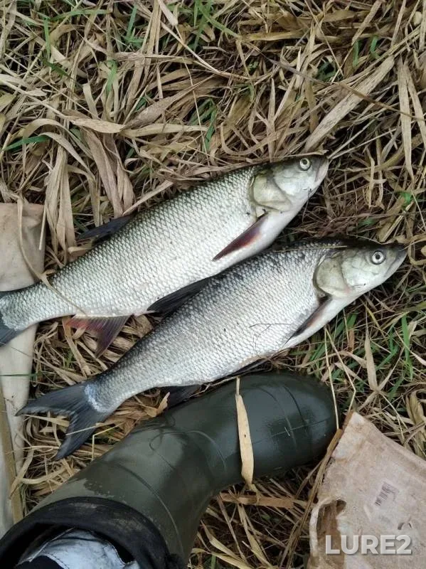 Жерех — Кама, 24 окт. 2019 г.