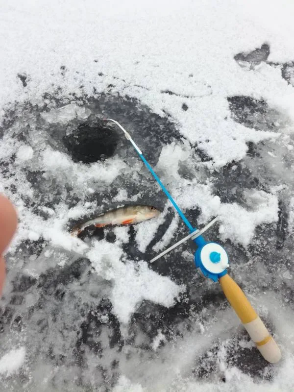 Окунь