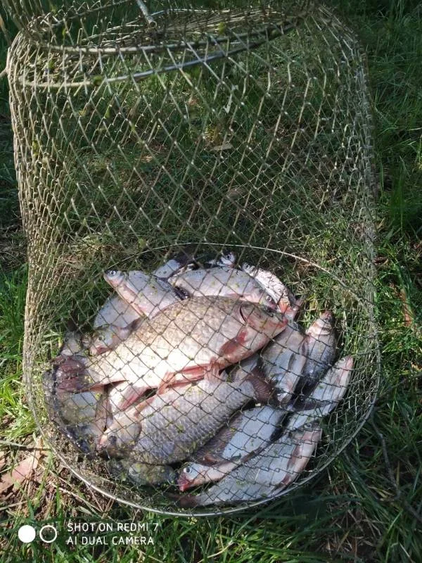 Лещ, Карась