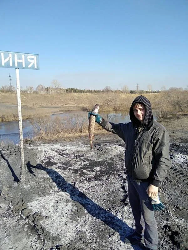 Налим