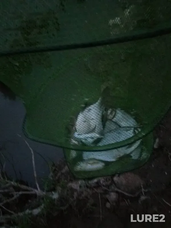 Лещ — Кия, 11 июн. 2019 г.