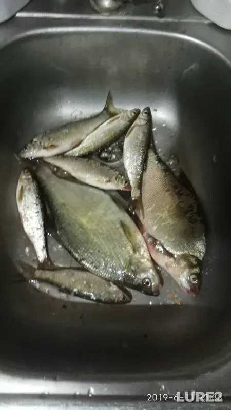 Лещ — Томь, 11 июн. 2019 г.