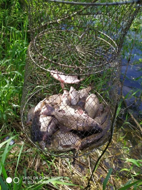 Карась
