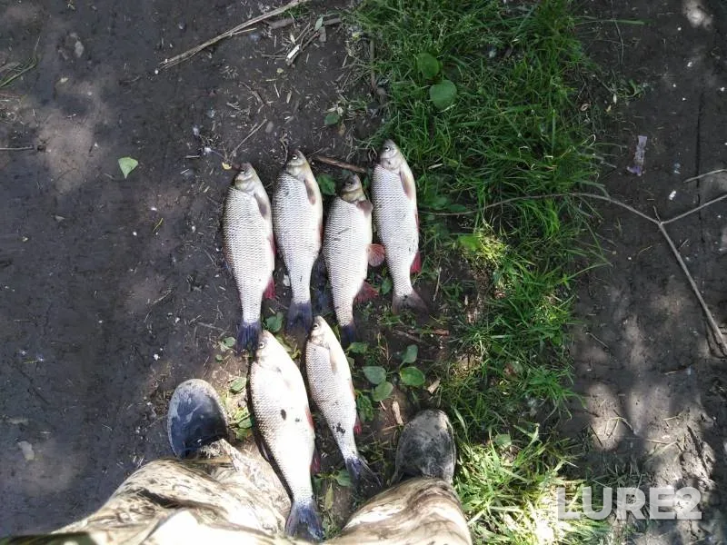 Язь — Томь, 14 июн. 2019 г.