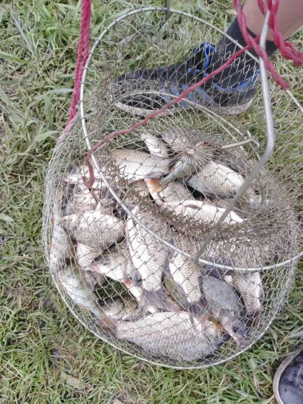 Карась