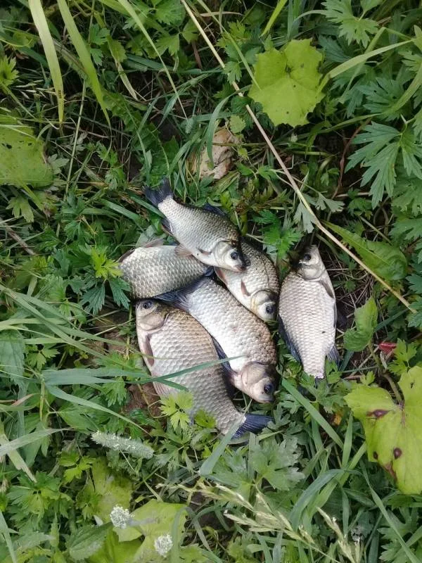 Карась