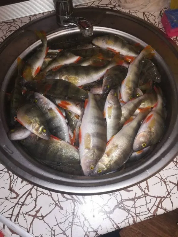 Окунь