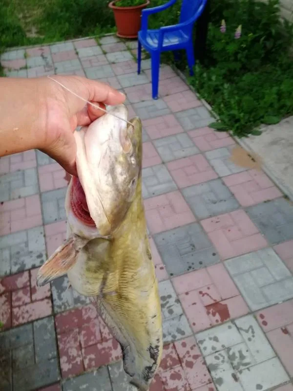 Сом