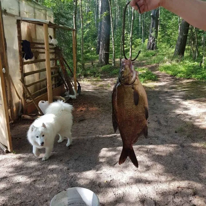 Щука, Судак