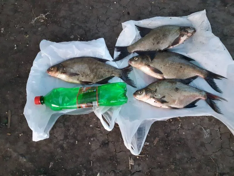 Лещ