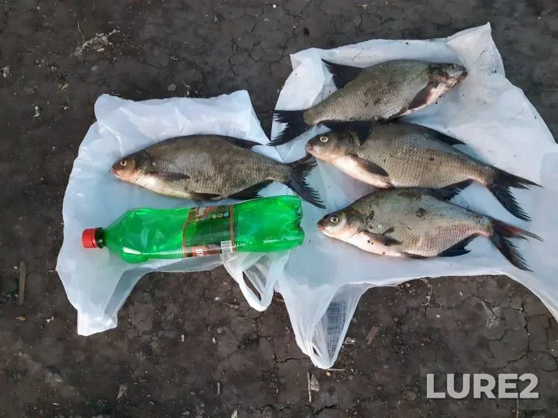 Лещ — Падовский Карьер, 05 июн. 2019 г.
