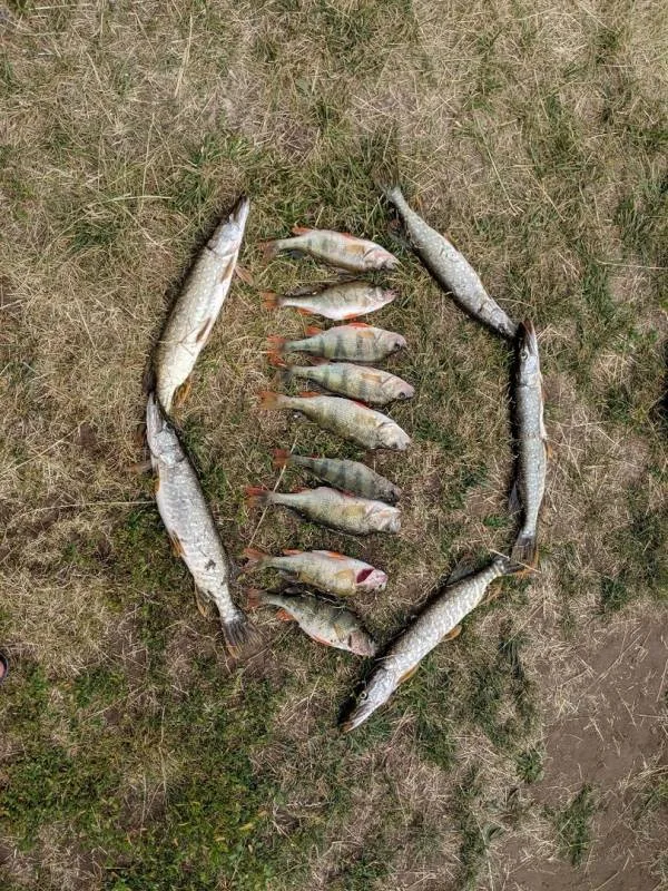 Окунь, Щука