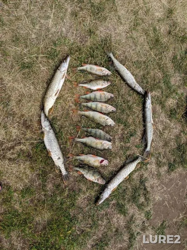 Окунь, Щука — Большой Кинель, 18 июн. 2019 г.