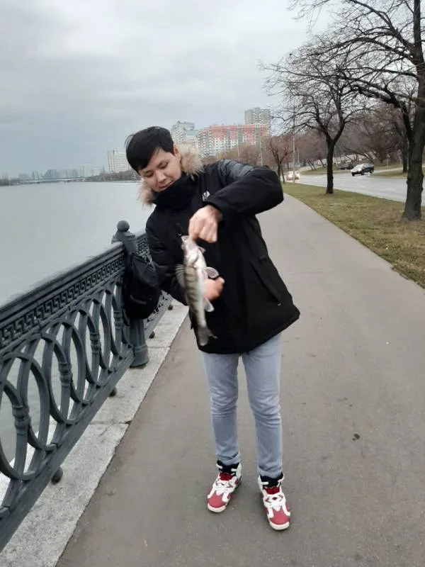 Окунь, Судак