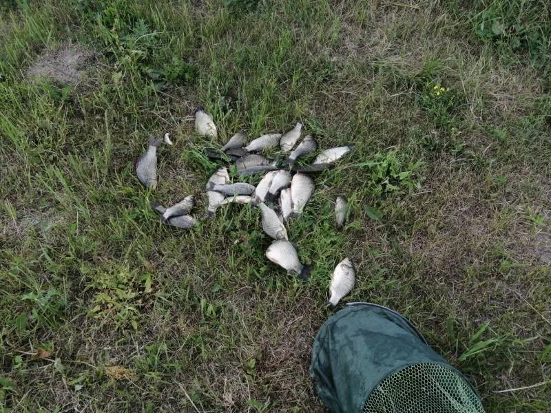 Карась