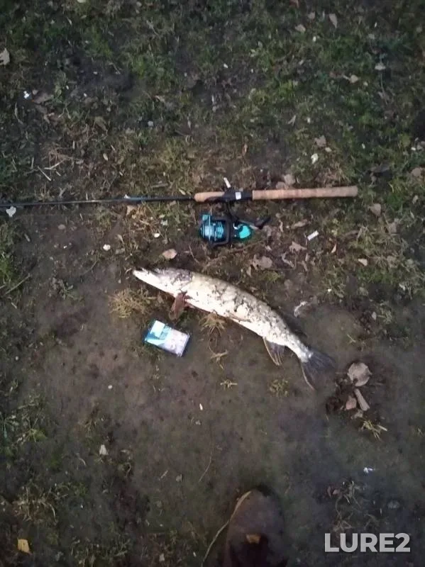 Щука