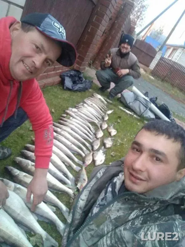 Окунь, Судак — Кама, 24 окт. 2018 г.