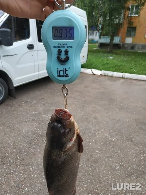 Карась, Линь — Тёплое, 11 авг. 2019 г.