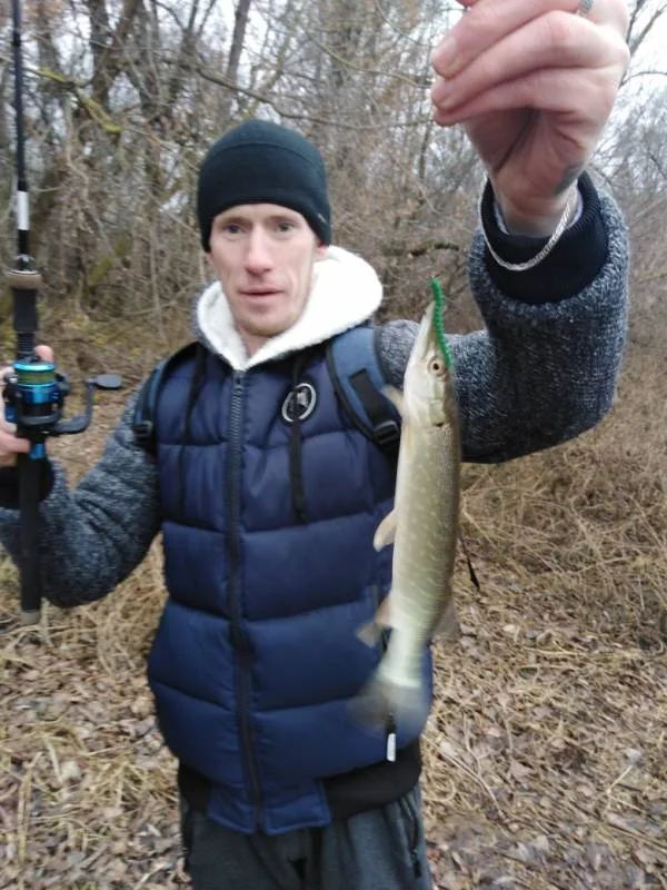 Окунь, Щука