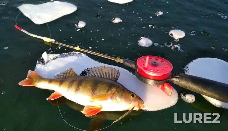 Окунь — Жайық - Урал, 28 нояб. 2019 г.