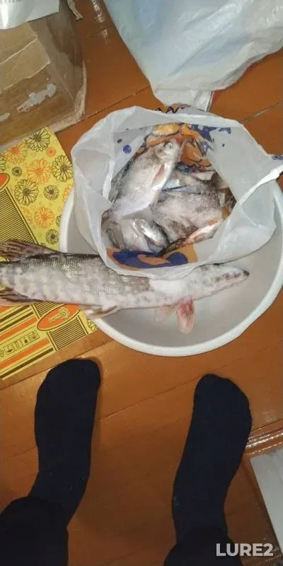 Лещ, Щука
