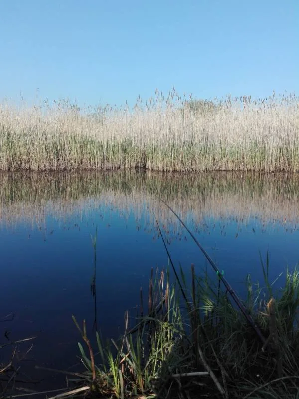 Карась, Окунь