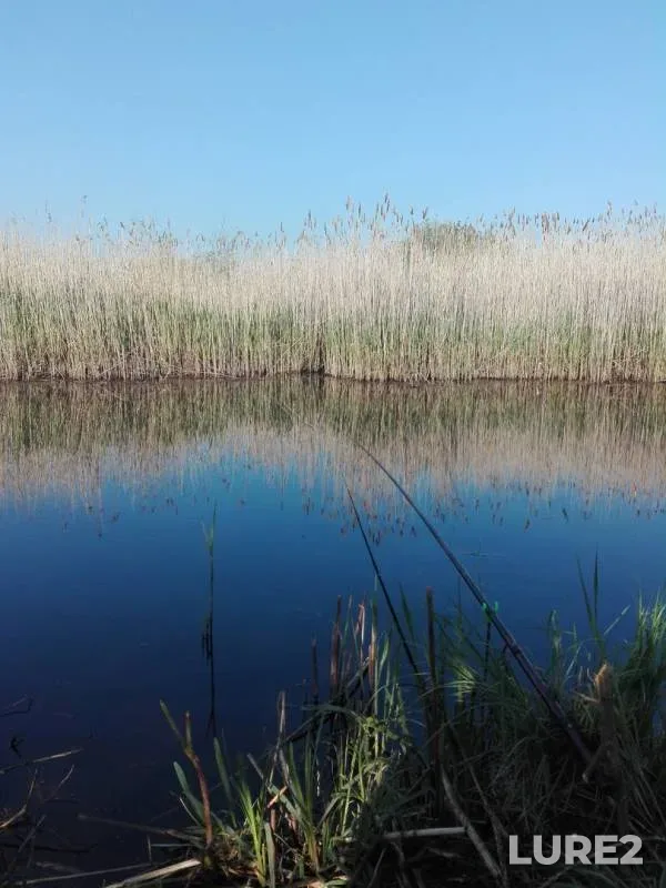 Карась, Окунь