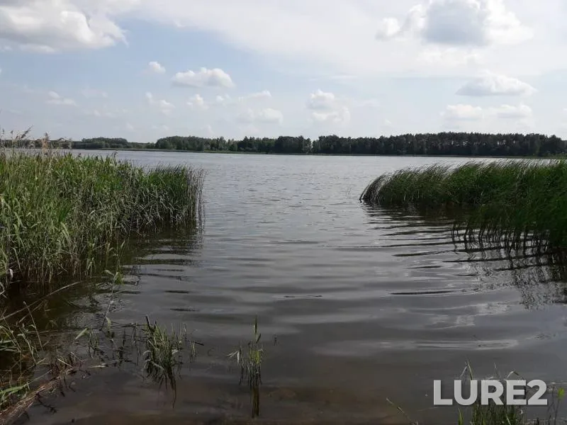 Лещ, Карась