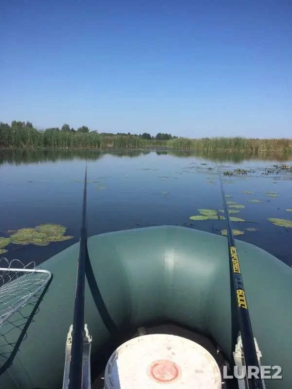 Карась, Линь