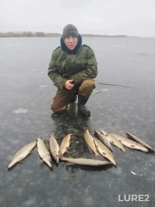 Щука