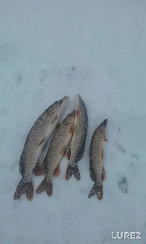 Щука — Буй, 17 мар. 2019 г.