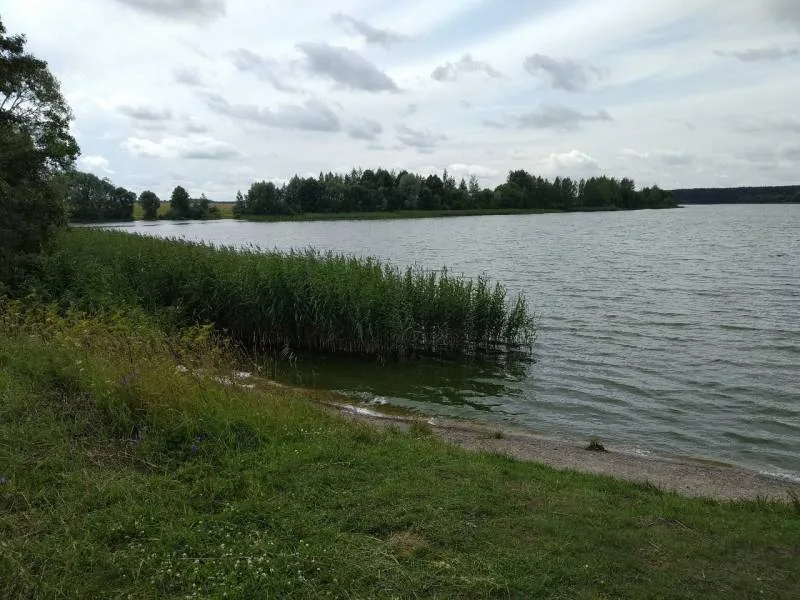 Лещ, Окунь