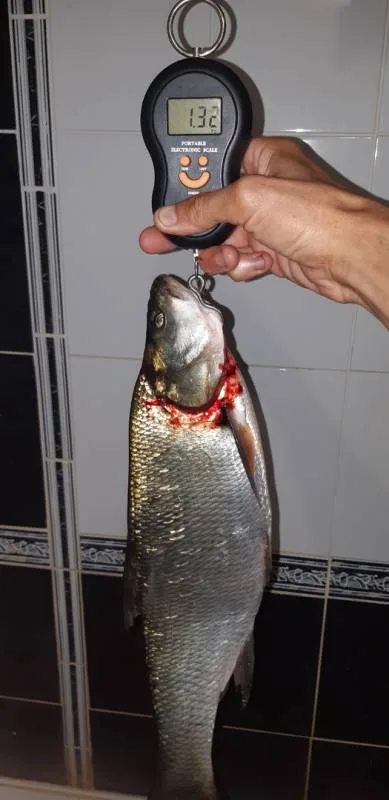 Жерех