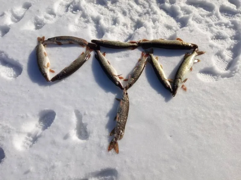 Щука