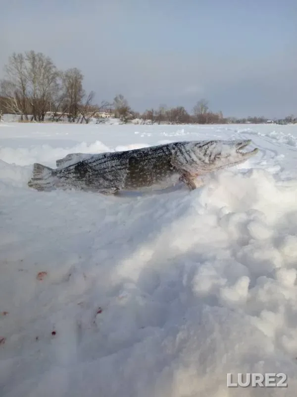 Щука — Алтайский край, 18 дек. 2018 г.