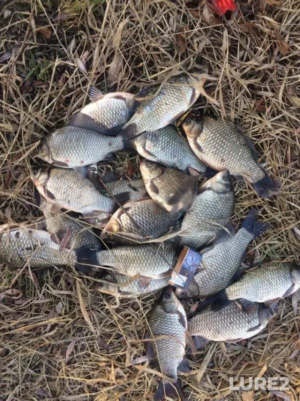 Карась — протока Заломная, 10 окт. 2019 г.