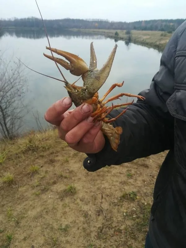 Карп