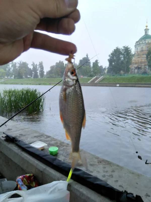 Лещ, Плотва