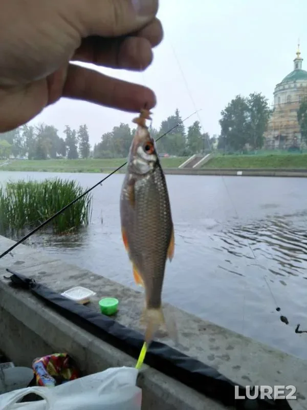 Лещ, Плотва — Орлик, 17 авг. 2019 г.