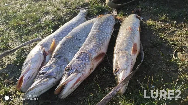 Щука — Неручь, 28 сент. 2019 г.