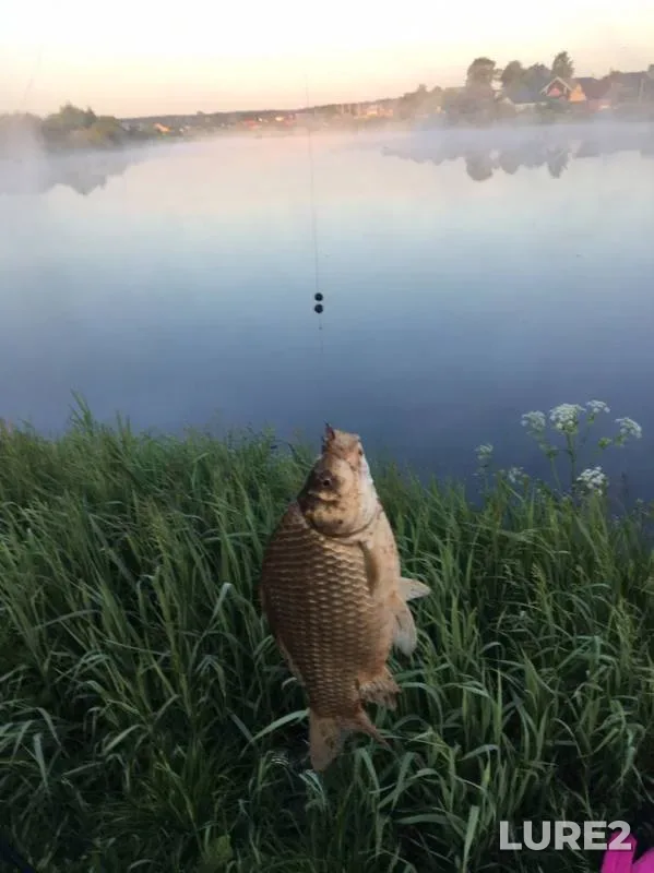 Карась