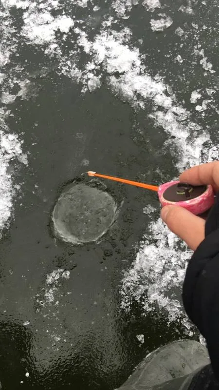 Окунь