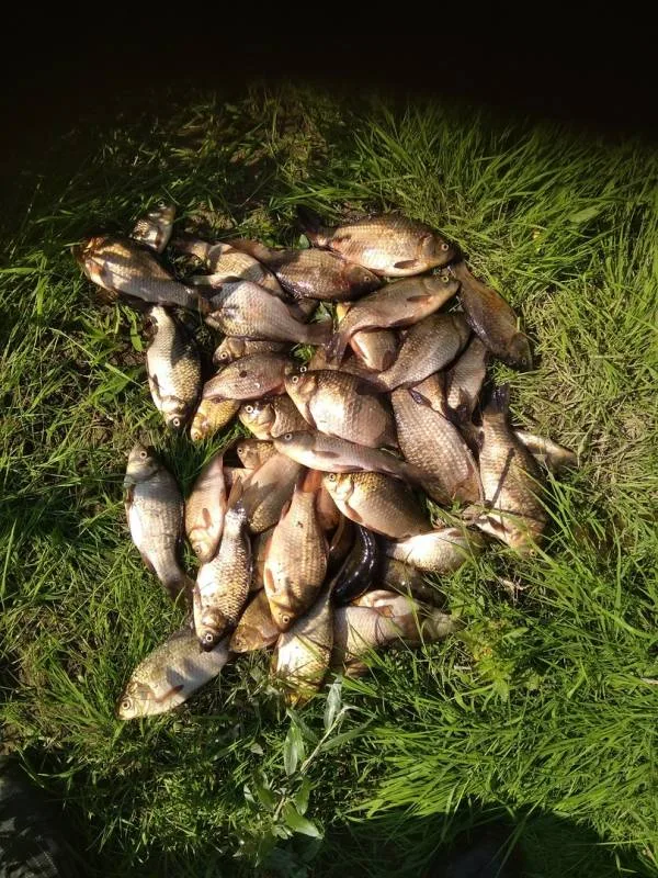 Карась