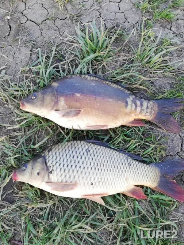 Карп — Кубань, 30 мар. 2019 г.