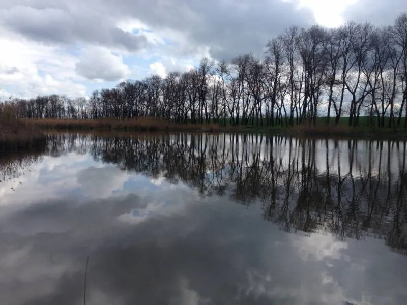 Карп, Карась