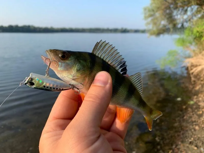Окунь, Щука