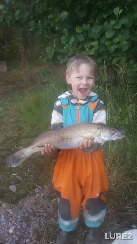 Лещ, Судак — Vuoksi / Вуокса, 13 авг. 2019 г.